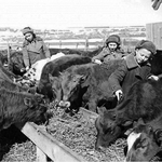 Животноводство Новосибирской области в контексте аграрной политики государства накануне и в годы Великой Отечественной войны