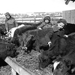 Dynamics of Livestock Breeding Development in Krasnoyarsk Krai in 1953–1964